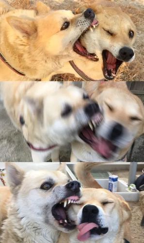 狗子惊人组合